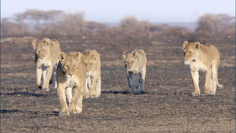 The wildlife and ecosystem of tropical savannas