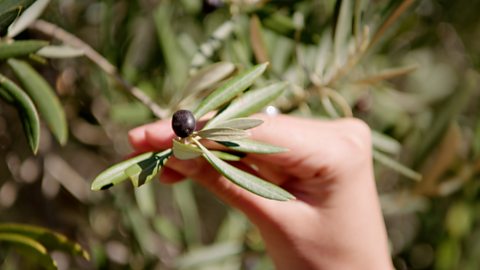 Wildlife adaptations of the Mediterranean