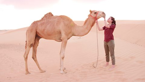 How animals and people adapt to live in the Arabian Desert