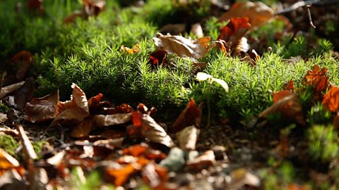 The different layers of a deciduous forest