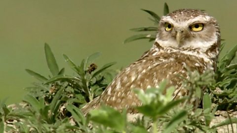 The wildlife and ecosystem of temperate savannas