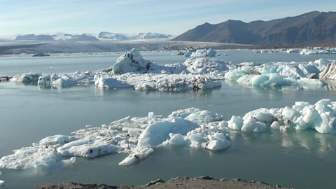 How animals have adapted to live in the Arctic tundra