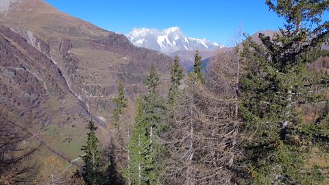 How animals have adapted to live in the Italian Alps