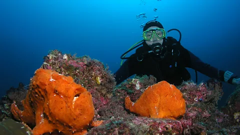 Laurel Robbins Joerg with two frog fish in the Cocos Islands (Credit: Laurel Robbins)