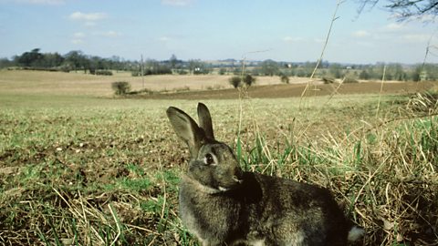 A rabbit, with an agricultural field in the background
