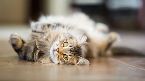 Getty Images The flatness of the Nasa floor has been compromised - by trespassing cats (Credit: Getty Images)