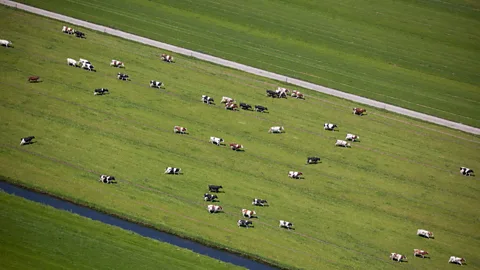 Alamy Do these cows sense something we don't? (Credit: Alamy)