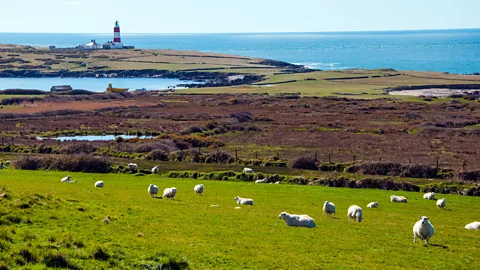 Amanda Ruggeri Bardsey’s sheep vastly outnumber its human residents – which is part of the island's charm (Credit: Amanda Ruggeri)