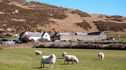 Amanda Ruggeri Sheep amble past the island’s houses; nine different Bardsey properties are rented to visitors (Credit: Amanda Ruggeri)