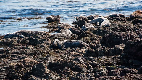 Amanda Ruggeri Bardsey is thought to have some 200 grey seals, like these lying on the island’s rocks (Credit: Amanda Ruggeri)