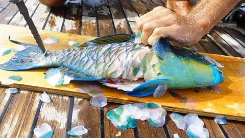 Rob Roberts Parrotfish are Palmerston’s only export (Credit: Rob Roberts)
