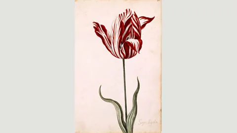 Wikipedia An anonymous watercolour from the 17th Century shows the Semper Augustus, the most prized and expensive variety in the Dutch tulip mania (Credit: Wikipedia)
