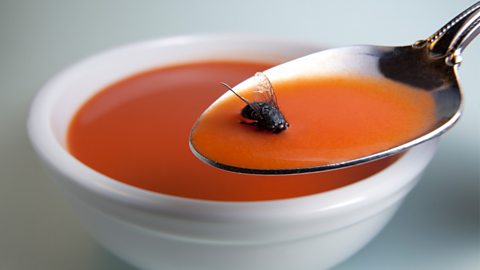 Tomato soup with a house fly floating in it