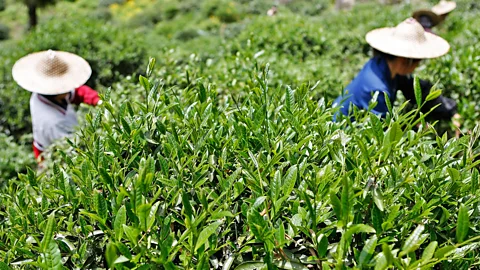 Kevin Zen/Getty All types of tea leaves are picked across the Fujian province, but Da Hong Pao leaves are the most coveted (Credit: Kevin Zen/Getty)