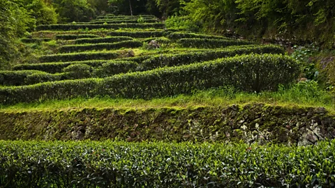 Cyril Hou/Alamy Tea terraces can be found all over the Fujian province (Credit: Cyril Hou/Alamy)