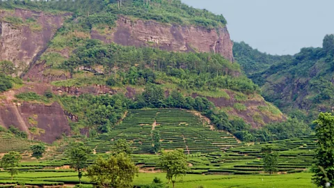 Christian J Kober/Alamy Tea gardens and terraces clamber up the Wuyishan mountains (Credit: Christian J Kober/Alamy)