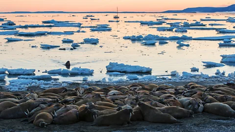 Daniel Hug Walruses on Svalbard are on the rebound. (Credit: Daniel Hug)
