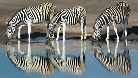 Burchells Zebras (Equus quagga burchellii) drinking water, Etosha National Park, Namibia