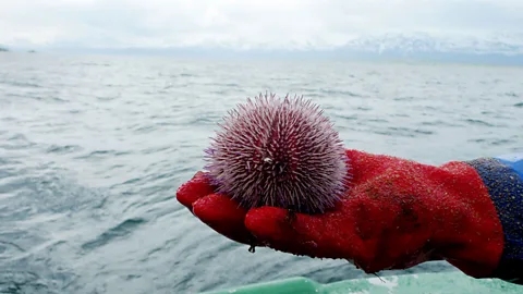 Shocking image shows fish became trapped inside a plastic glove in