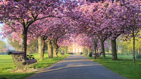 Getty Images Even viewing picture of nature can help give a cognitive boost (Credit: Getty Images)