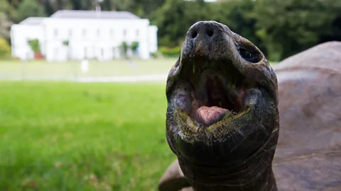 Diane Selkirk/Evan Gatehouse Jonathon the giant tortoise is an estimated 187 years old (Credit: Diane Selkirk/Evan Gatehouse)