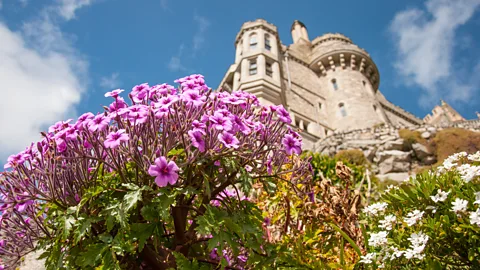 Amanda Ruggeri Flowers on the terraces of St Michael's Mount (Credit: Amanda Ruggeri)