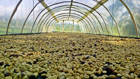 Café Jesus Martin Martin trained local farmers to understand the colours of the raw berries (Credit: Café Jesus Martin)