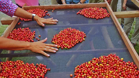 Café Jesus Martin Coffee beans range in colour, from vibrant yellow to luscious red (Credit: Café Jesus Martin)