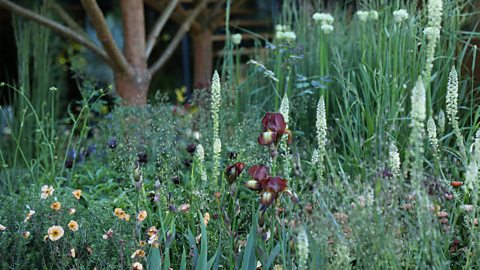 BBC Two - RHS Chelsea Flower Show - The Winton Beauty of Mathematics Garden