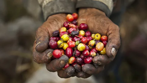 picturegarden/Getty “Farming coffee for a profit is very challenging,” (Credit: picturegarden/Getty)