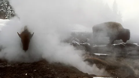 Steven Fuller Snow would dust the entire park (Credit: Steven Fuller)