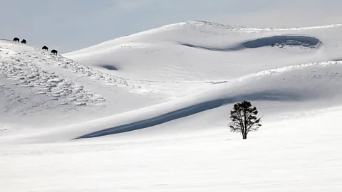 Steven Fuller Winter brings balance to Yellowstone’s hectic summer season (Credit: Steven Fuller)