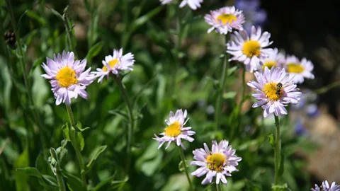 Annika Hipple Mount Rainier is renowned for its summer displays of wildflowers (Credit: Annika Hipple)