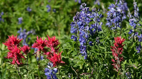 Annika Hipple The magnificent wildflowers draw major crowds (Credit: Annika Hipple)