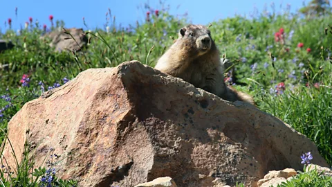 Annika Hipple Mount Rainer is rich in pristine wilderness (Credit: Annika Hipple)
