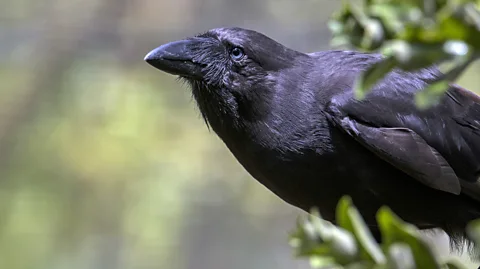 The rare bird that screams and growls