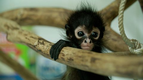 BBC Two - Natural World, 2016-2017, Jungle Animal Hospital, A baby spider monkey learns the ropes BBC Two - Natural World, 2016-2017, Jungle Animal Hospital, A baby spider monkey learns the ropes