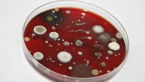 Staphylococcus - microbewiki