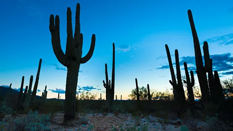 Where people become real-life cowboys