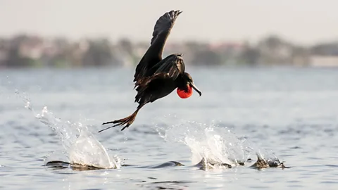 Coop's Captures Photography/Getty Dry Tortugas can be a bird-watchers paradise (Credit: Coop's Captures Photography/Getty)