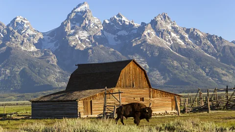 Peter Adams/Getty Lone bisons can be seen roaming Grand Teton National Park (Credit: Peter Adams/Getty)