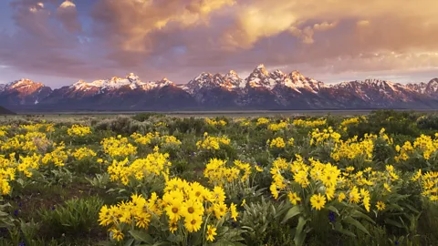 Alan Majchrowicz/Getty Grand Teton was established as a National Park in 1929 (Credit: Alan Majchrowicz/Getty)