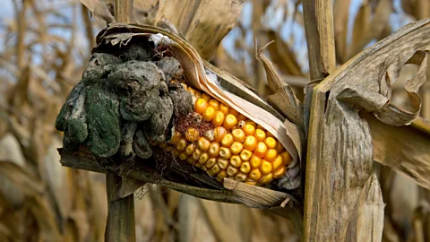 Marvin Dembinsky Photo Associates/Alamy Huitlacoche, or corn smut, is a Mexican delicacy grown with fungus (Credit: Marvin Dembinsky Photo Associates/Alamy)