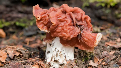 imageBROKER/Alamy The false morel mushroom contains a highly toxic chemical (Credit: imageBROKER/Alamy)