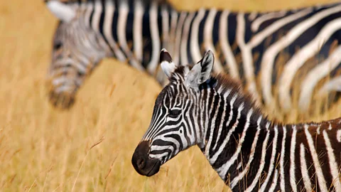 Getty Images Zebra milk has a similar consistency to that of humans’