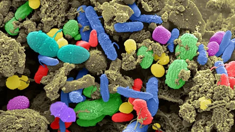 Science Photo Library A healthy diet, full of fibre, is essential for nurturing a thriving community of friendly bacteria in the gut (Credit: Science Photo Library)