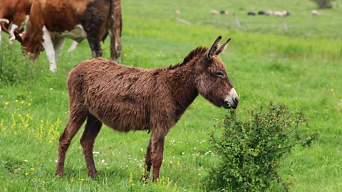 Kristin Vuković Donkeys are social and intelligent creatures (Credit: Kristin Vuković)