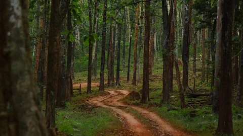 Neelima Vallangi When slavery was abolished, Siddis fled into the dense forests of Karnataka (Credit: Neelima Vallangi)