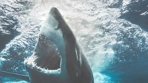 iStock Strong predators though they are, the sharks' only dominion is the ocean (Credit: iStock)