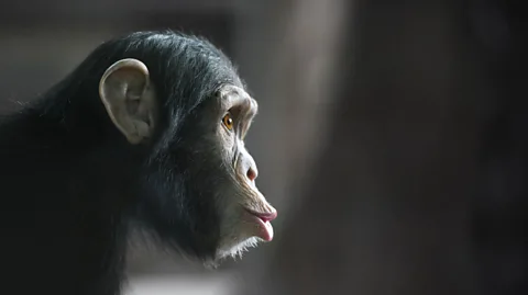 iStock Primates, with their superior strength and opposable thumbs, would be a tough competitor (Credit: iStock)